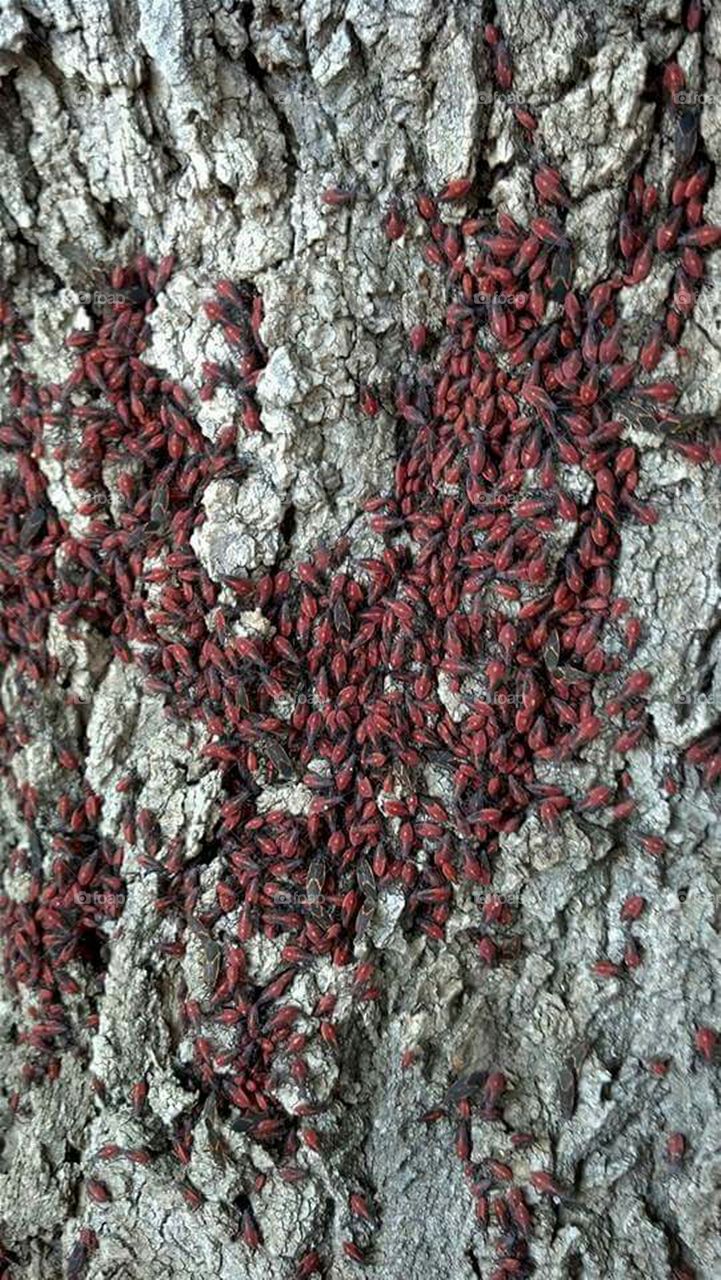 Box Elder Bugs