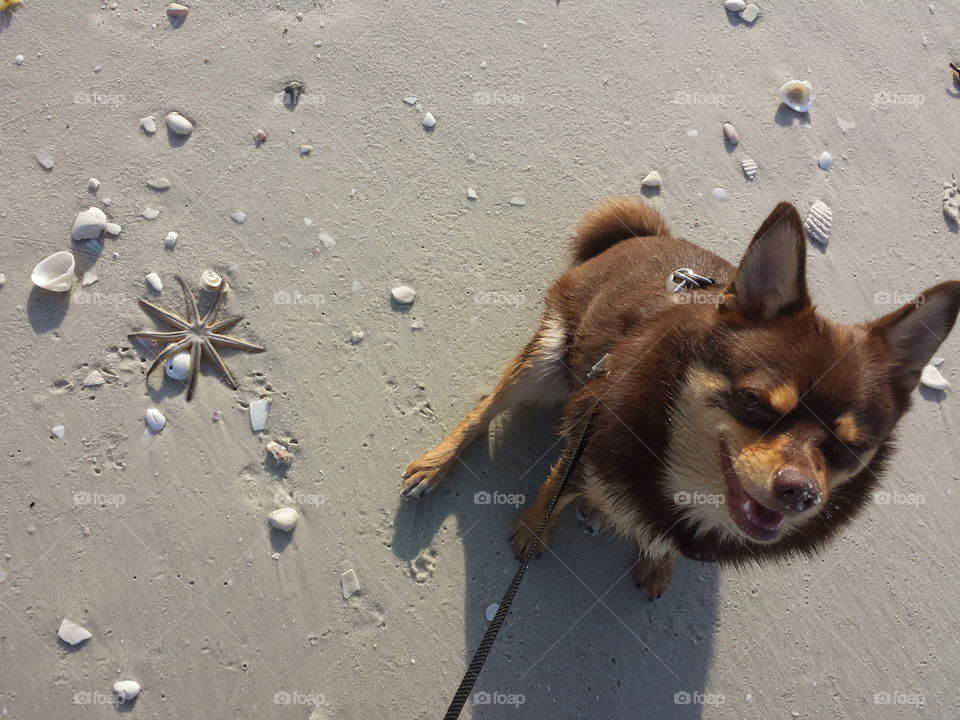 Pup's first time at beach