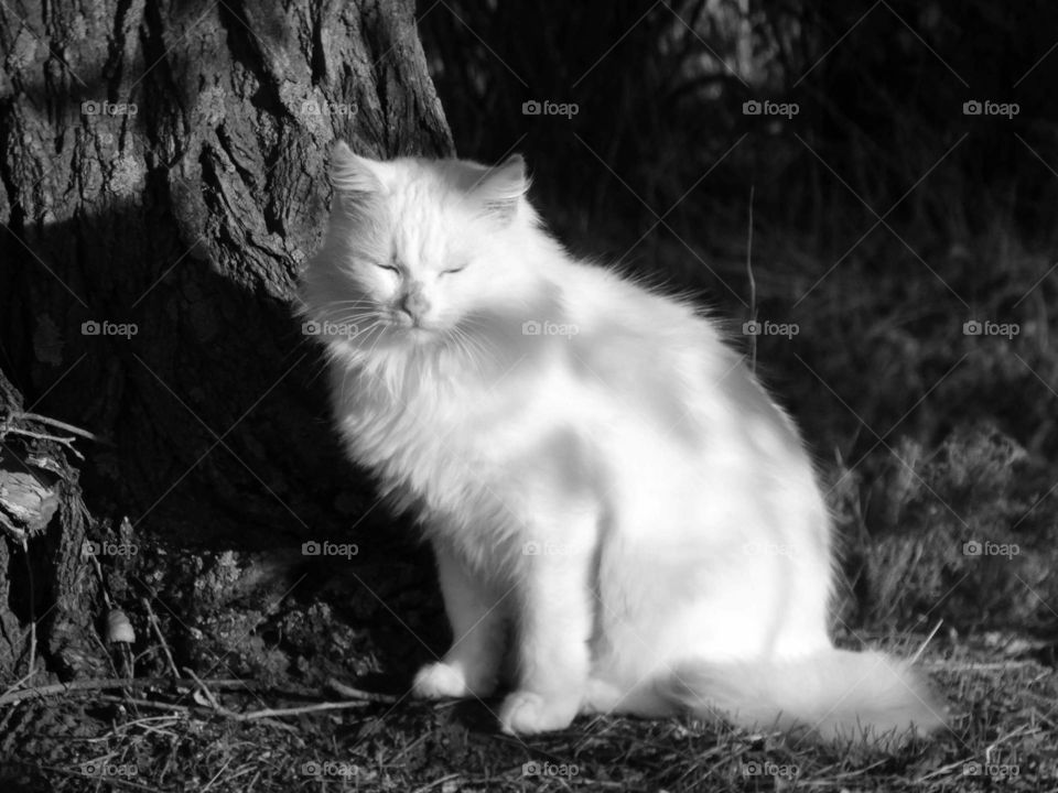 Beautiful White cat in a forest