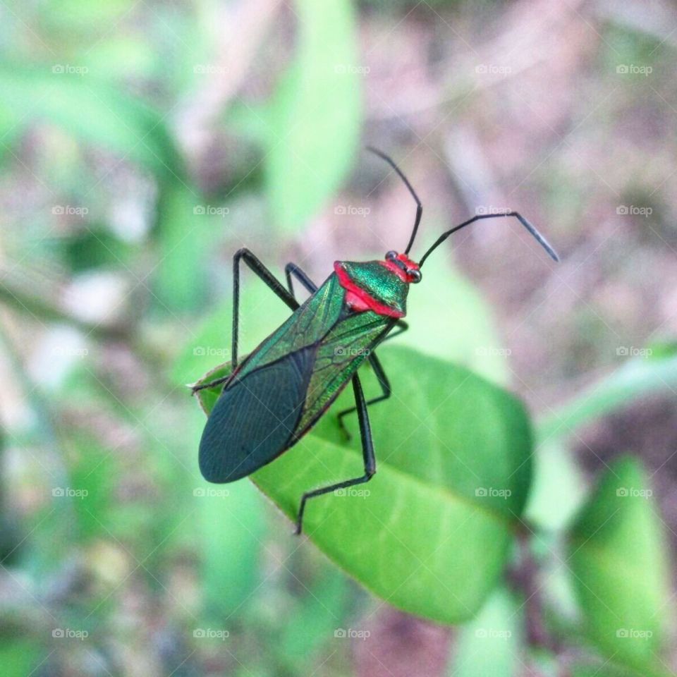 Brazilian lygaeidae bug