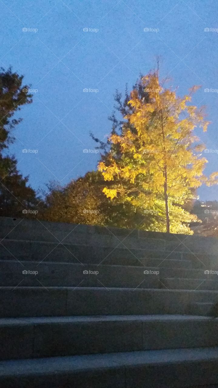 Tree, Fall, Landscape, Wood, Leaf