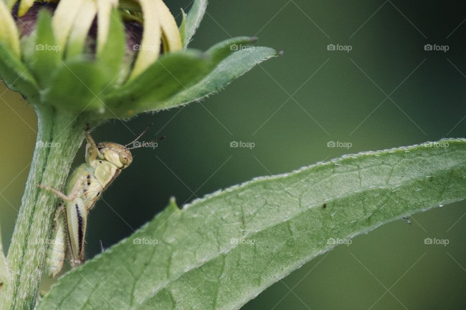 Tiny little grasshopper in the garden 