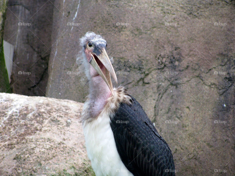 Vulture