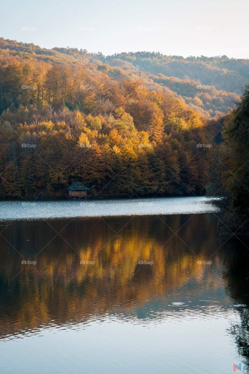 Forest near the lake in West Serbia