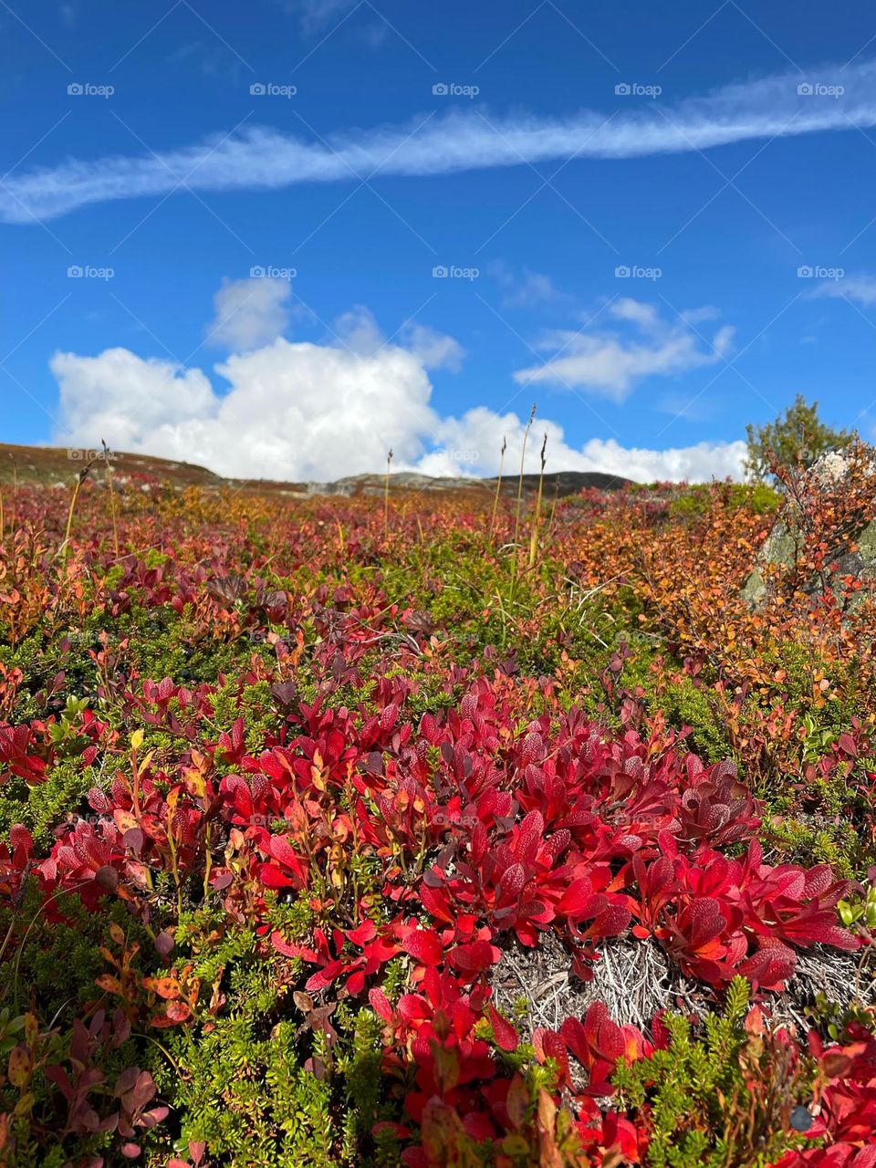 Autumn in the Norwegian mountains 