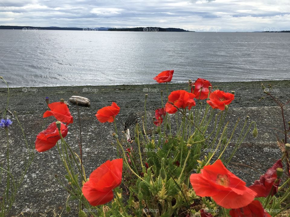 Poppy by the ocean