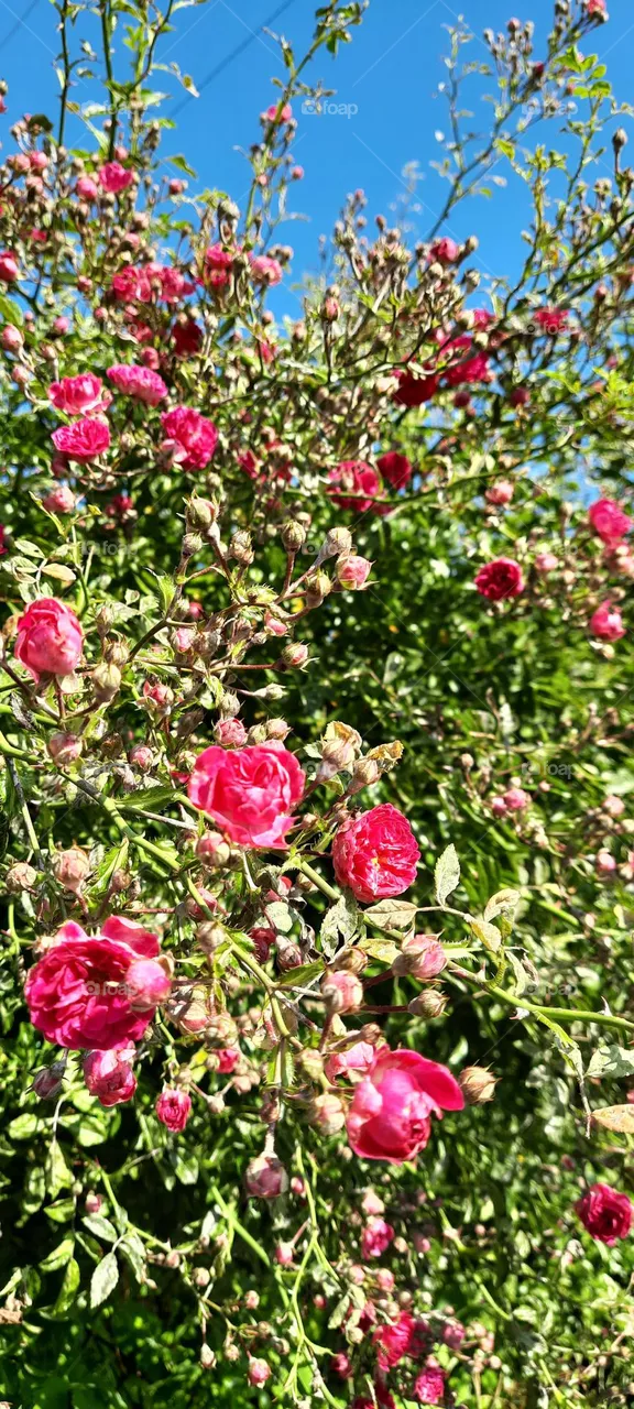 pink roses