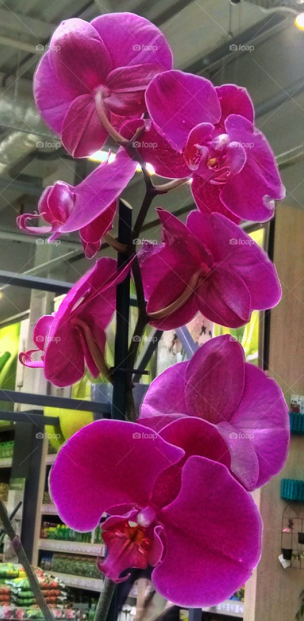 Flower, Tropical, Flora, Nature, No Person