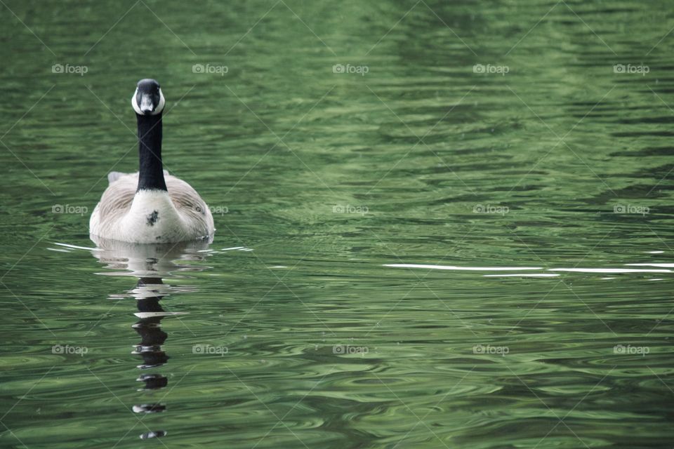 Goose on lake