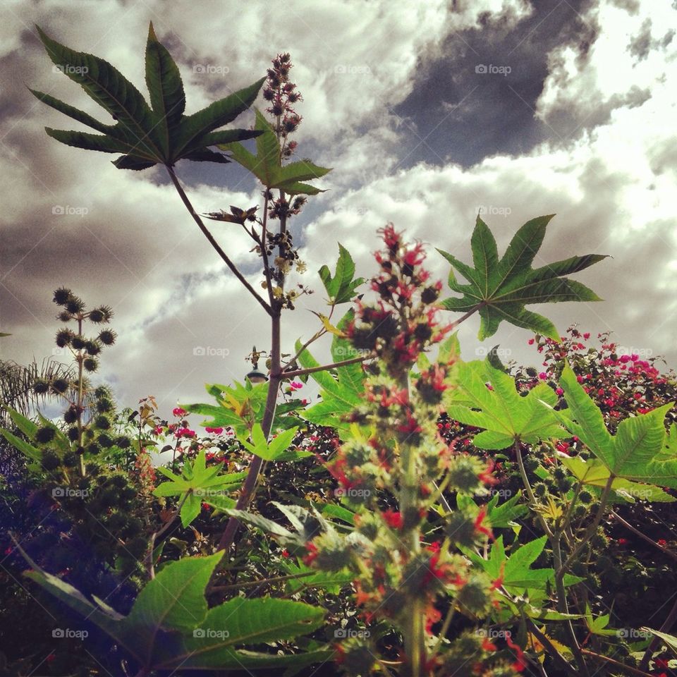 Natural  Cannabis in Israel :-)