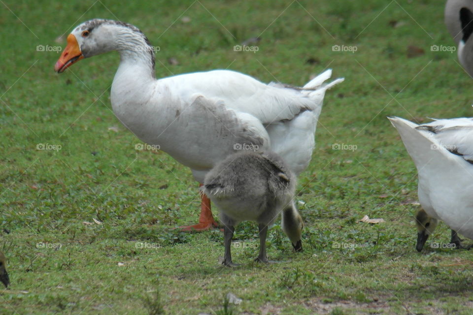 Mother goose with babies 
