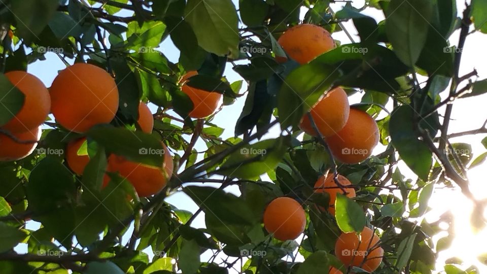 oranges
