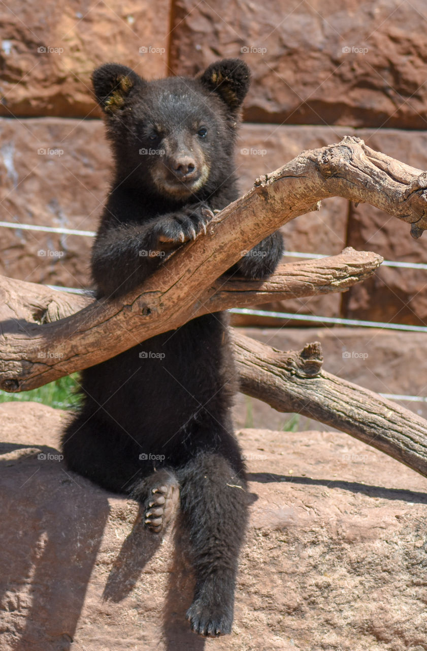 black bear cub posing for a picture