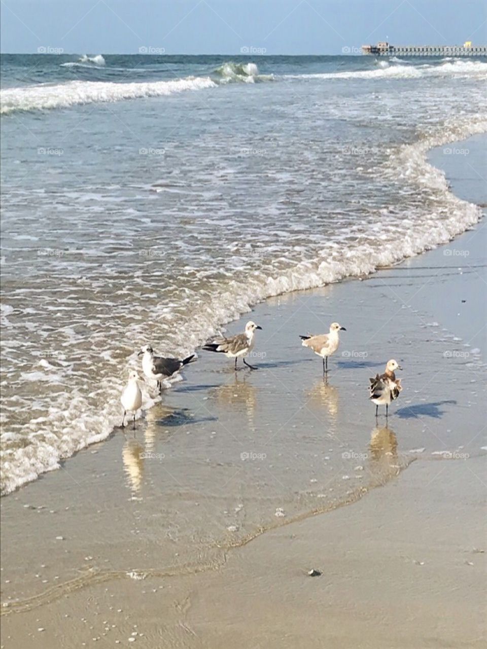 A cluster of seagulls chilling out nonchalantly against the slowly crashing shore of Myrtle Beach.