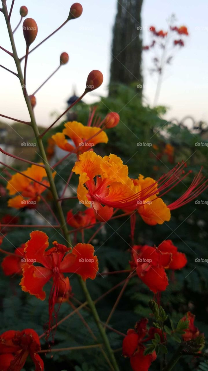 Pomegranate Flowers