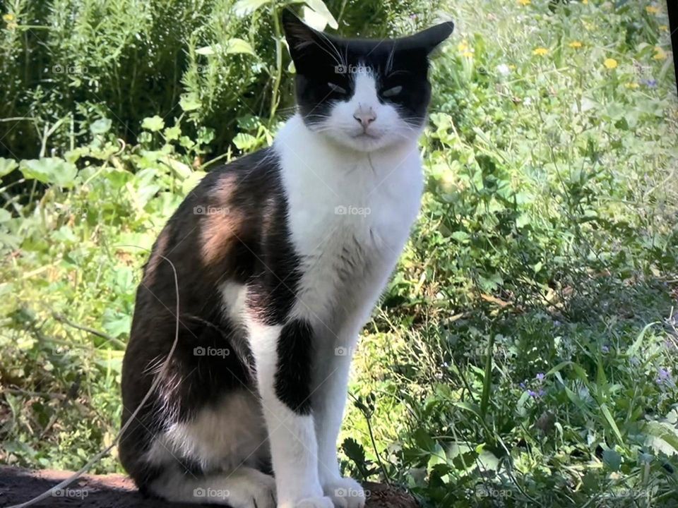 beautiful cat with vibrant colors