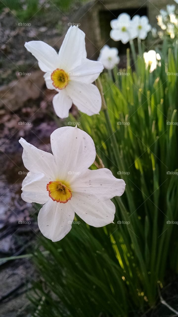 flowers by the spring. at an Amish home