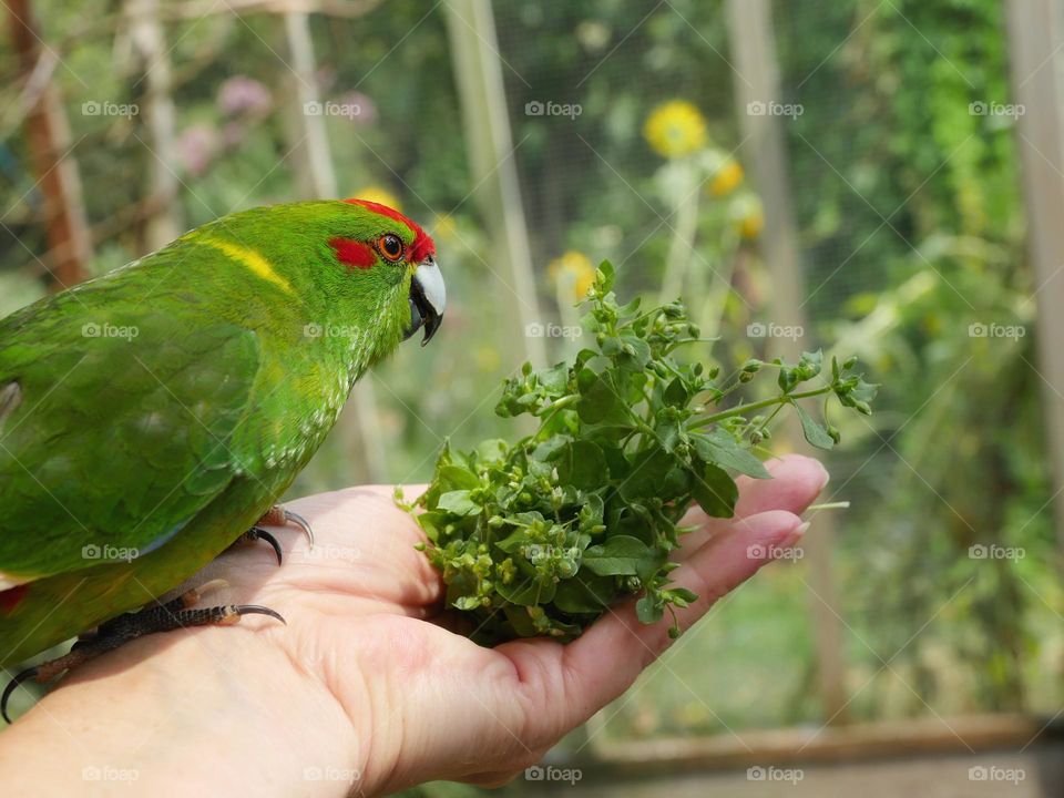 Kakariki parakeet