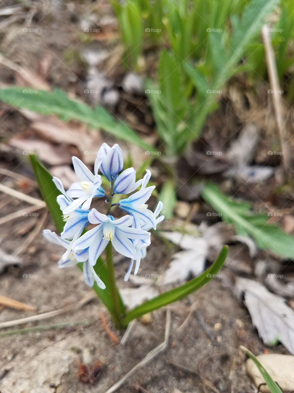 Close-up of flower in bloom