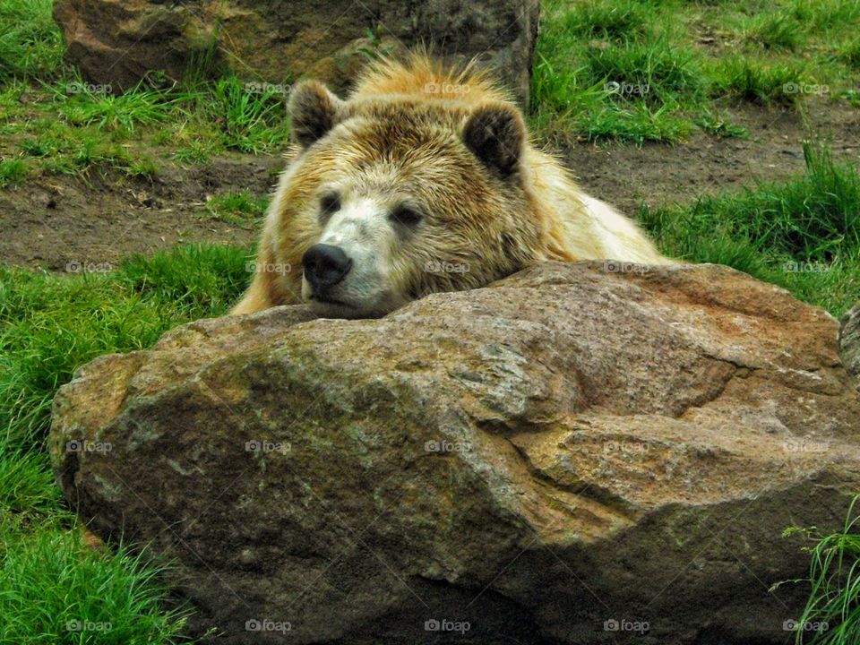 Grizzly Bear At Rest
