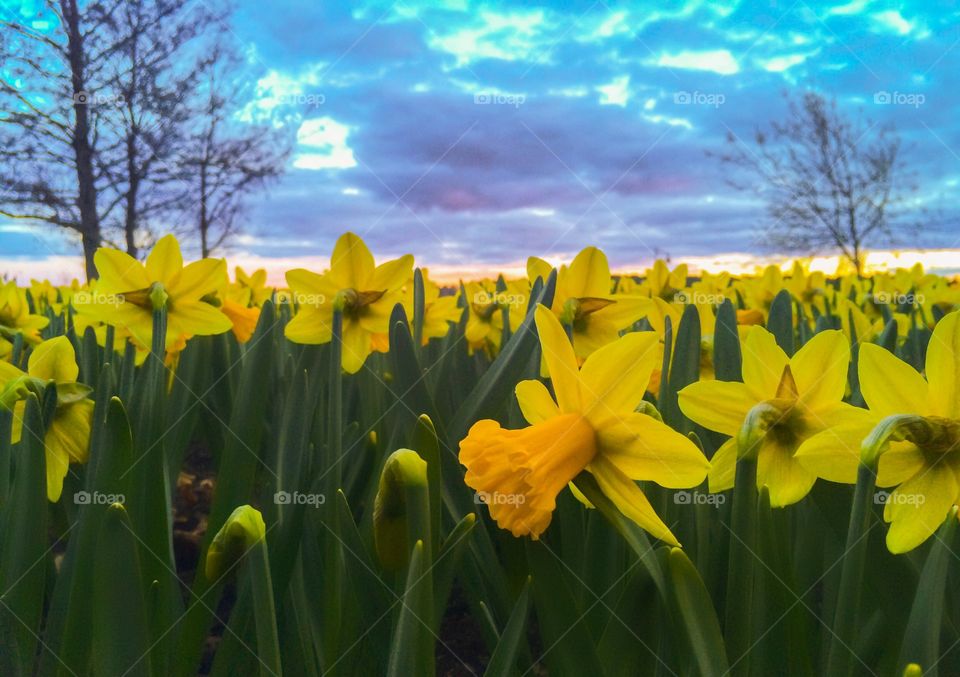 Daffodils