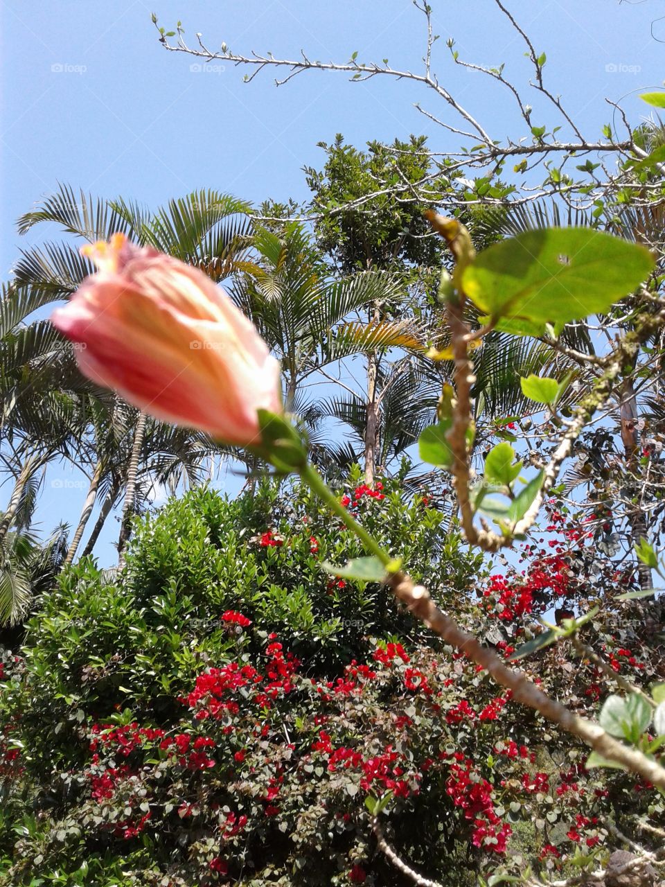 NATURAL NATURE GARTEN BLUMEN BLUME BOTANIK