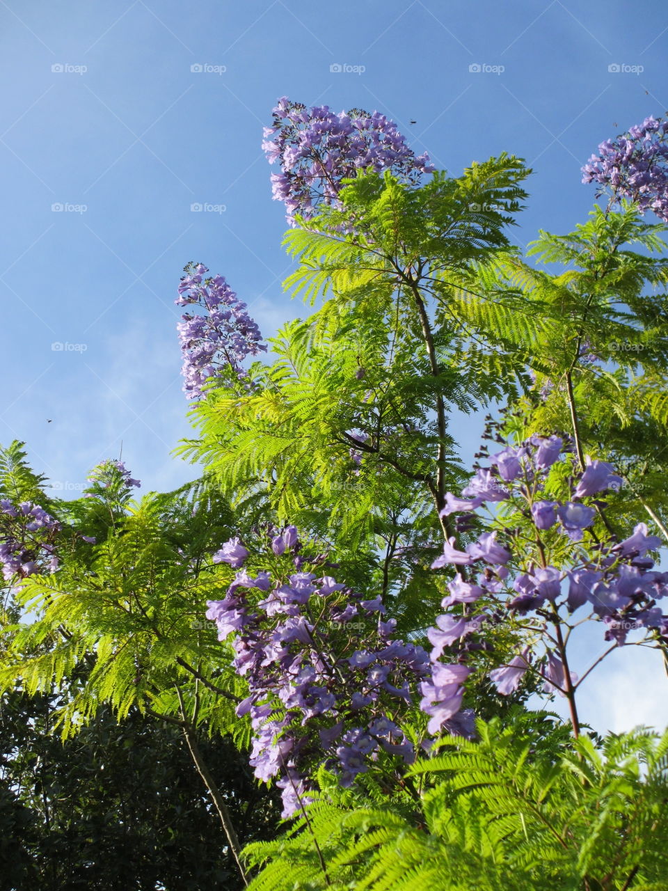 Jacaranda tree in bloom. Purple flowers of the Jacaranda tree against the blue sky