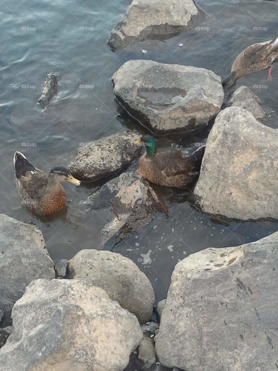 Ducks