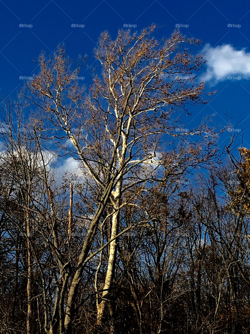 Birch tree