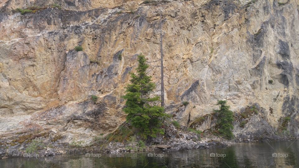 Tree on a lakeside cliff.
