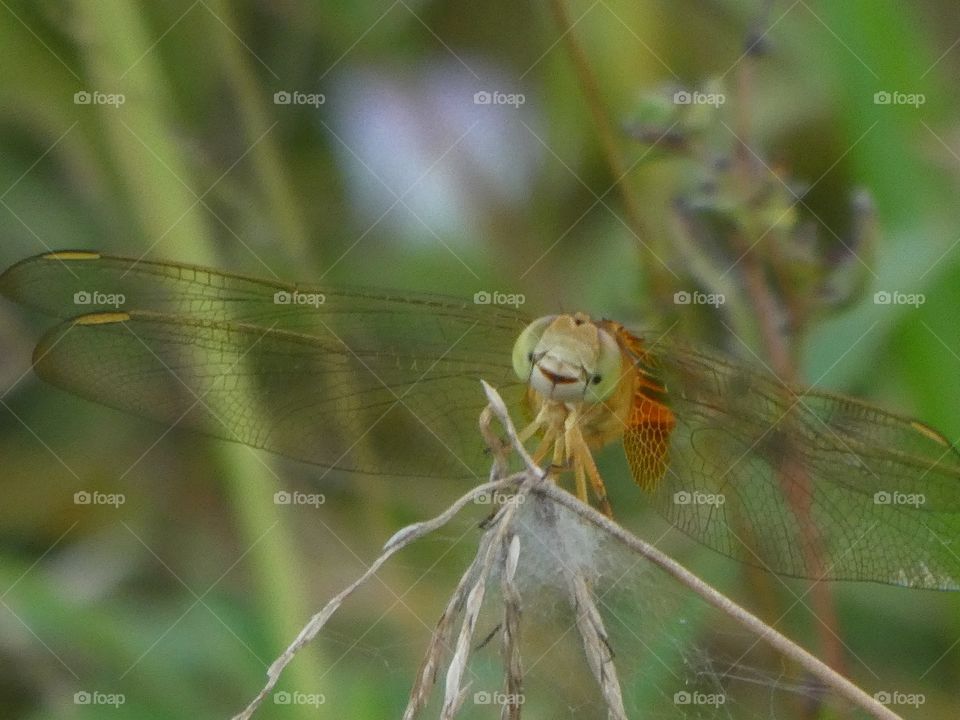 smiling dragonfly