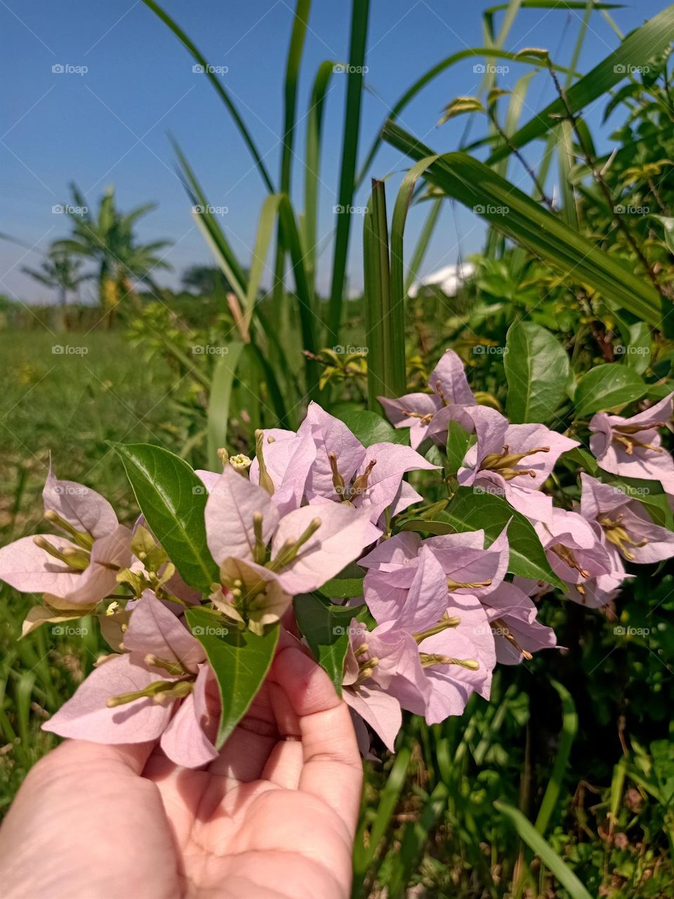 flowers