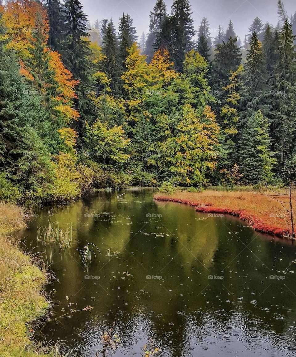 autumn forest