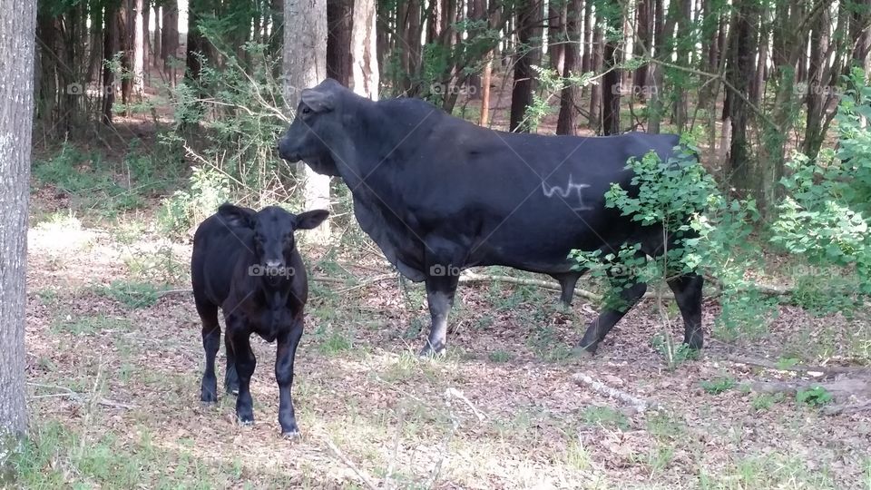 Black bull and calf in the woods