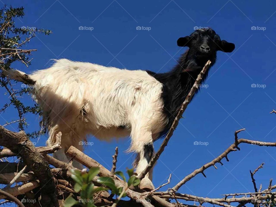 Beautiful white goat looking at camera.