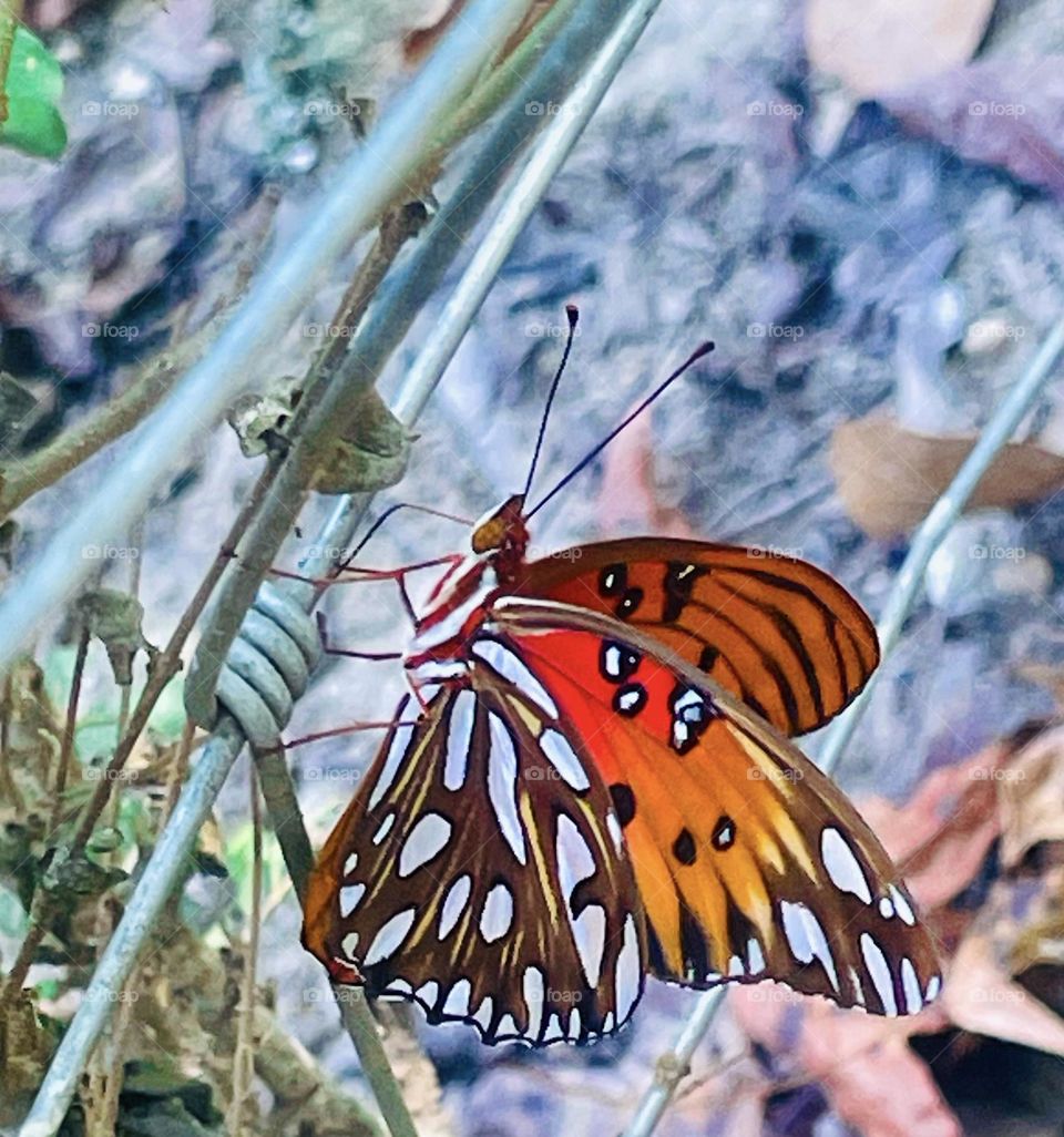 Beautiful Gulf Fritillary Butterfly also known as the passion butterfly