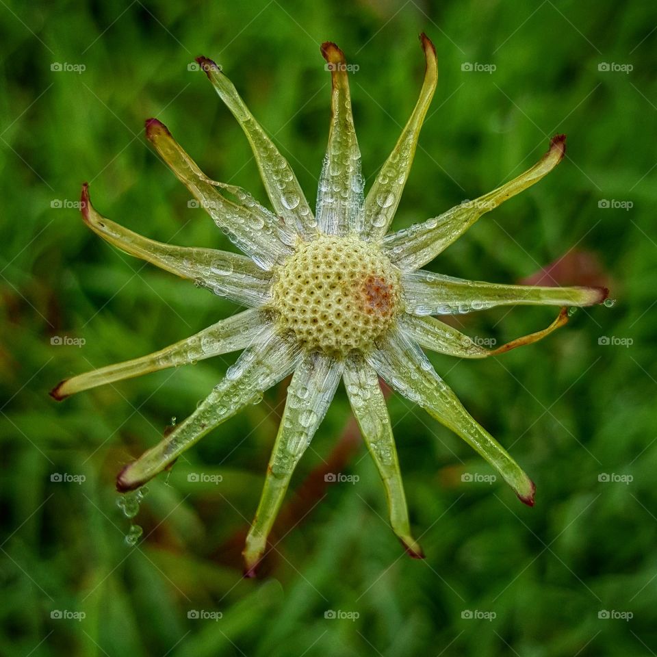 Dandelion in the morning dew
