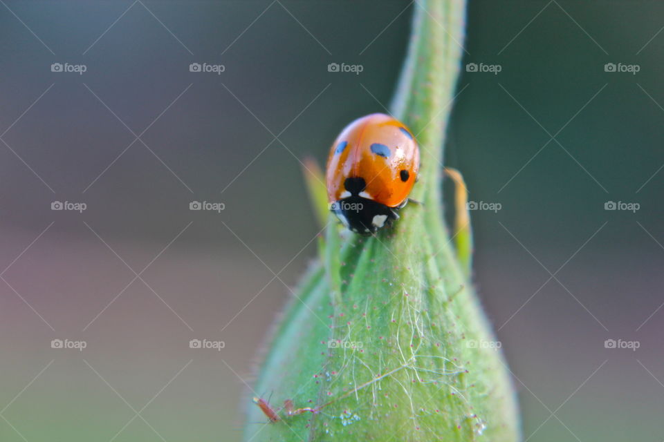 Ladybird up close