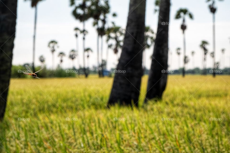 Dragonfly fly over beautiful rice field
