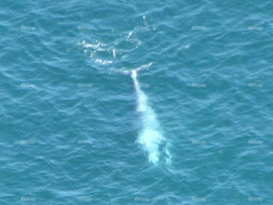 Whale . Whale