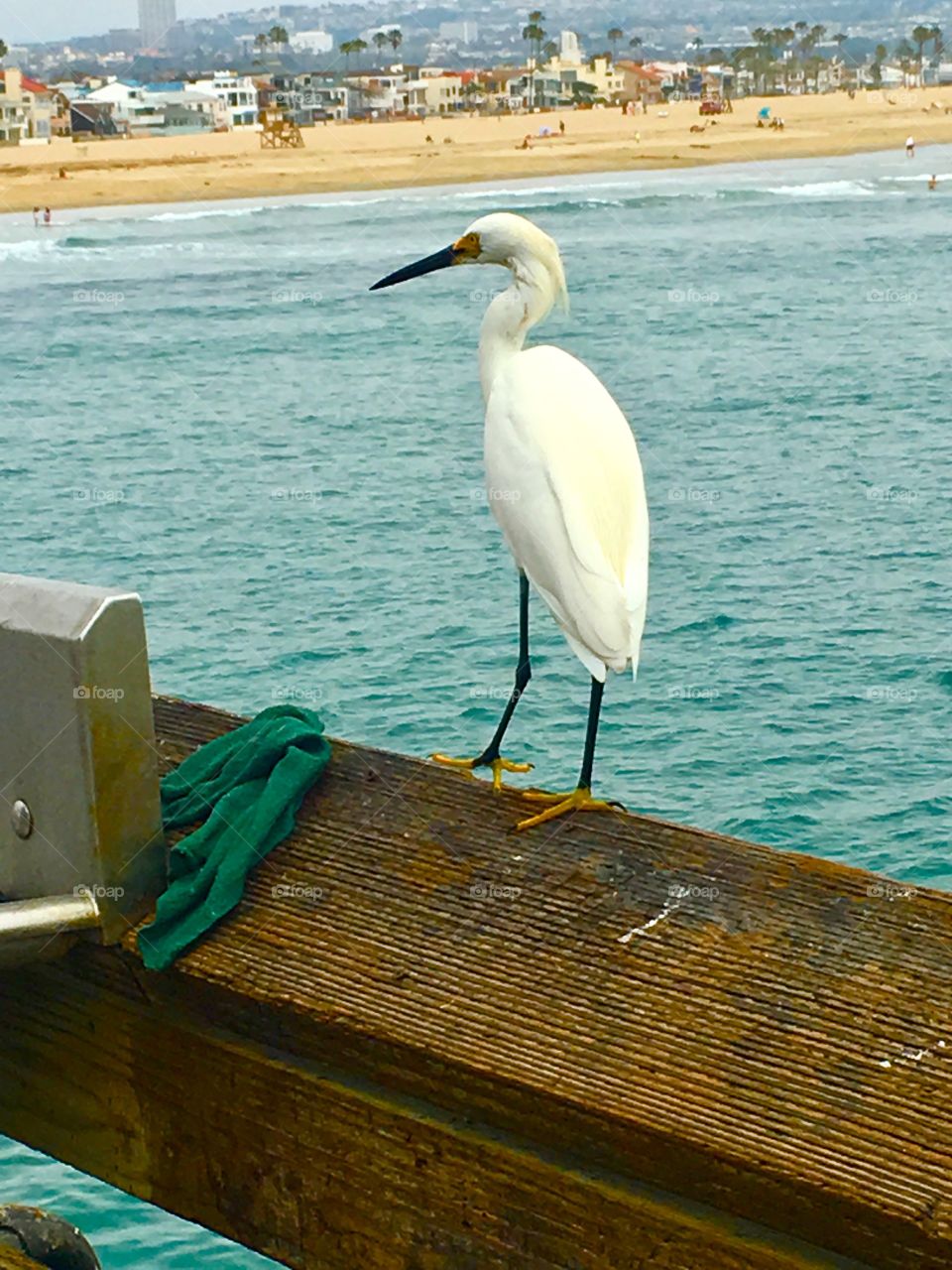 Snowy Egret perched at Newport Beach Pier