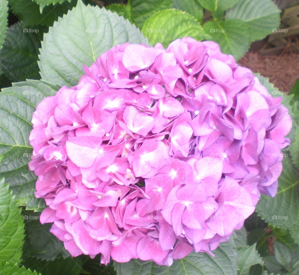 Hydrangea . purple flowering plant
