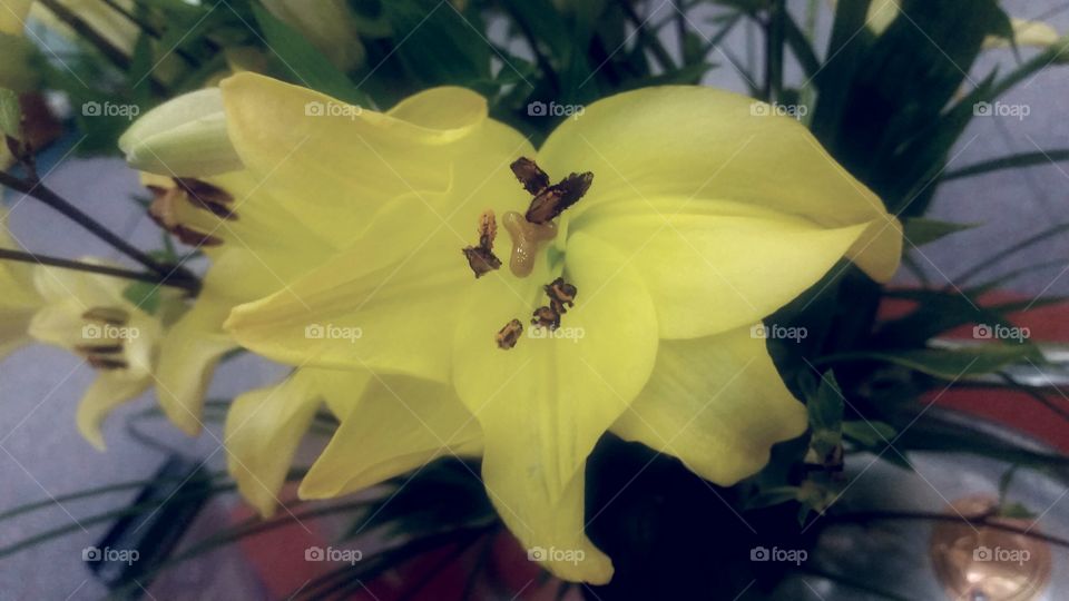 Lillies