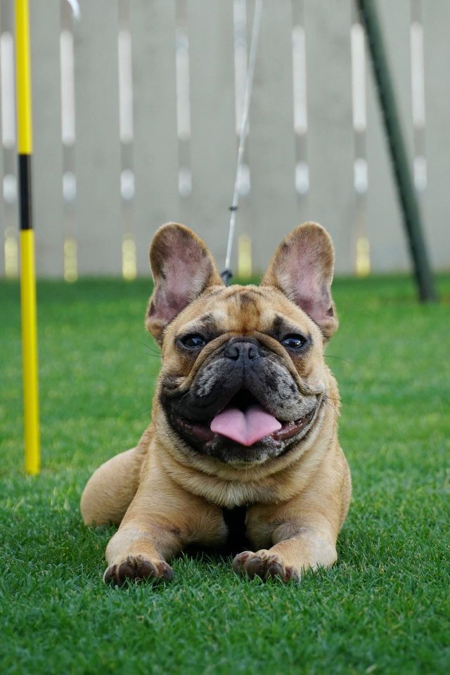 My boy enjoying the spring weather 