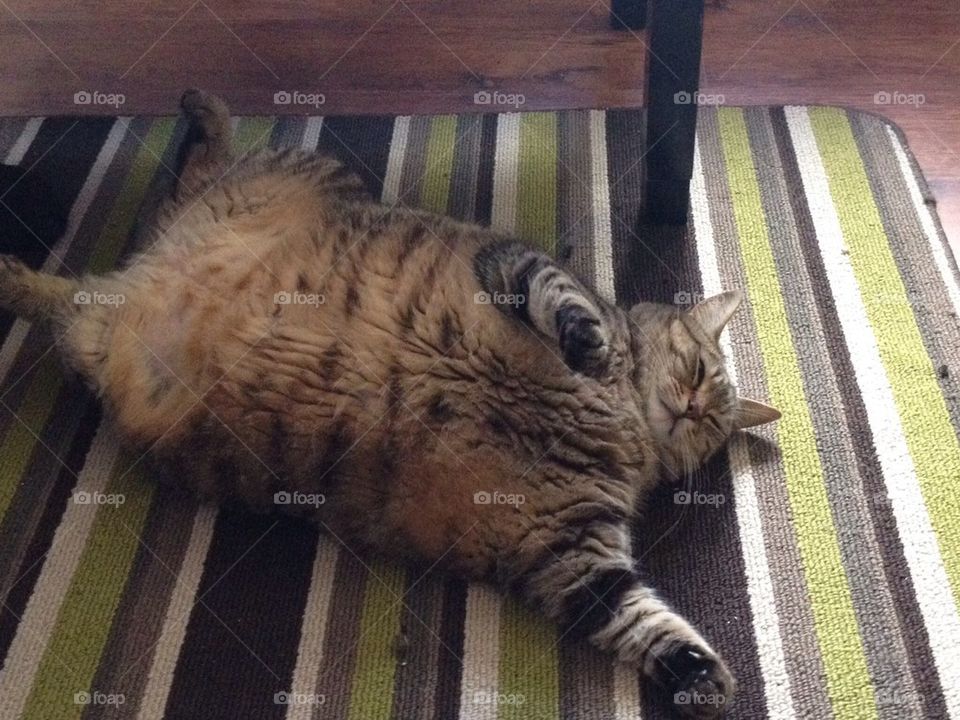 Fat cat