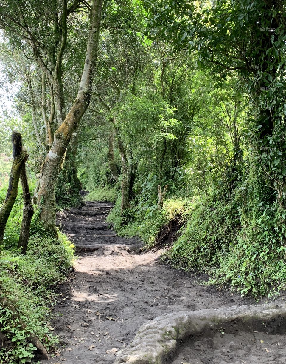 Wooded Path