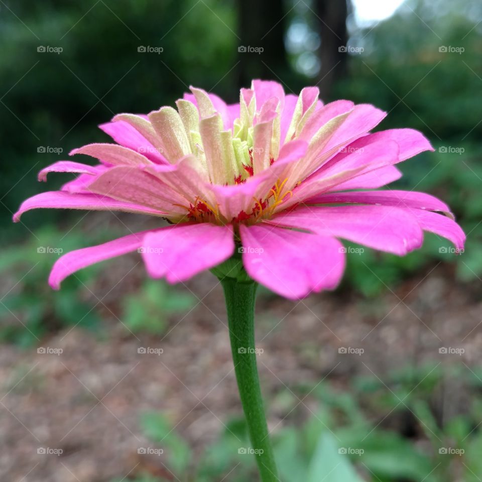 Nature, Flower, No Person, Summer, Garden