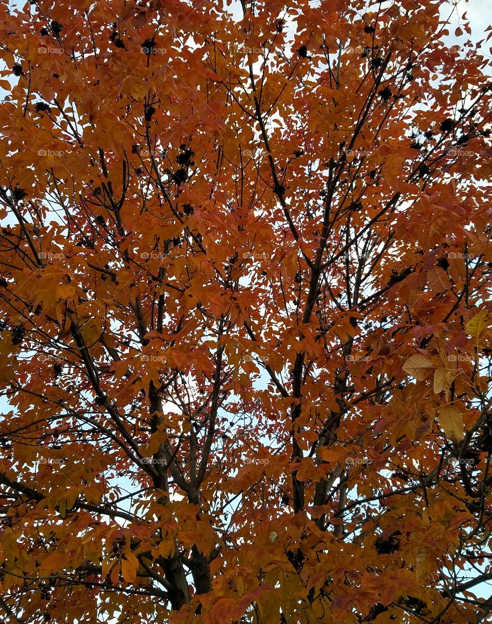 Gorgeous Fall leaves