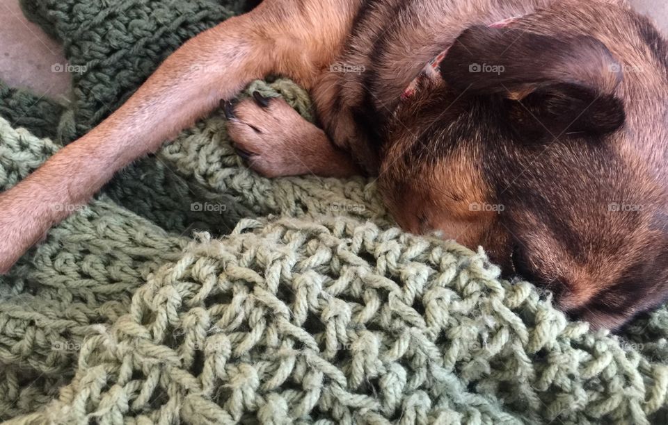 Dog sleeping under blanket