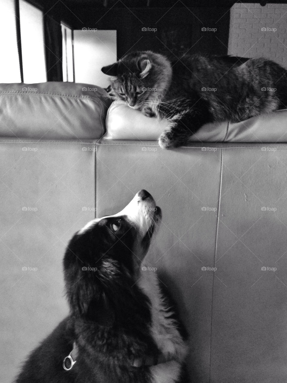Cat and dog looking at each other